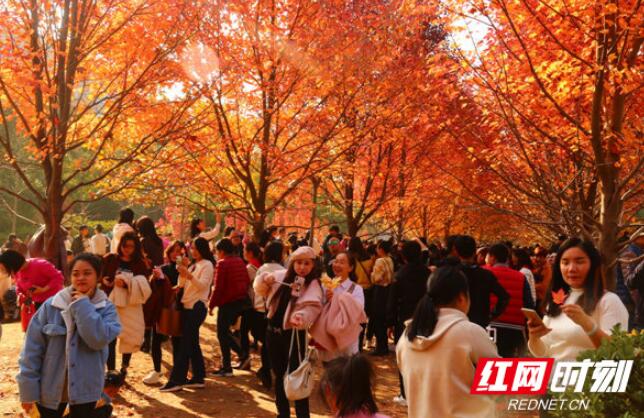 八方游客慕名前来一睹“红叶枫彩”，同时也给红枫的管理带来了很大的困扰。