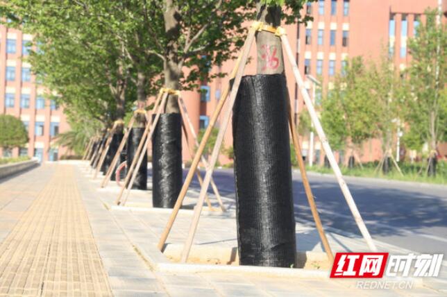 盛夏，学校绿化人员为红枫穿上“防晒衣”。经过学校多方努力，湖南农业大学也成为中国长江以南地区第一家成功移植美国红枫的高校。