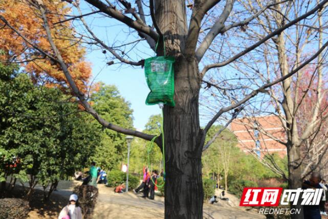农大后勤集团绿化中心的工作人员前后尝试了20多种药物为红枫祛病除害。